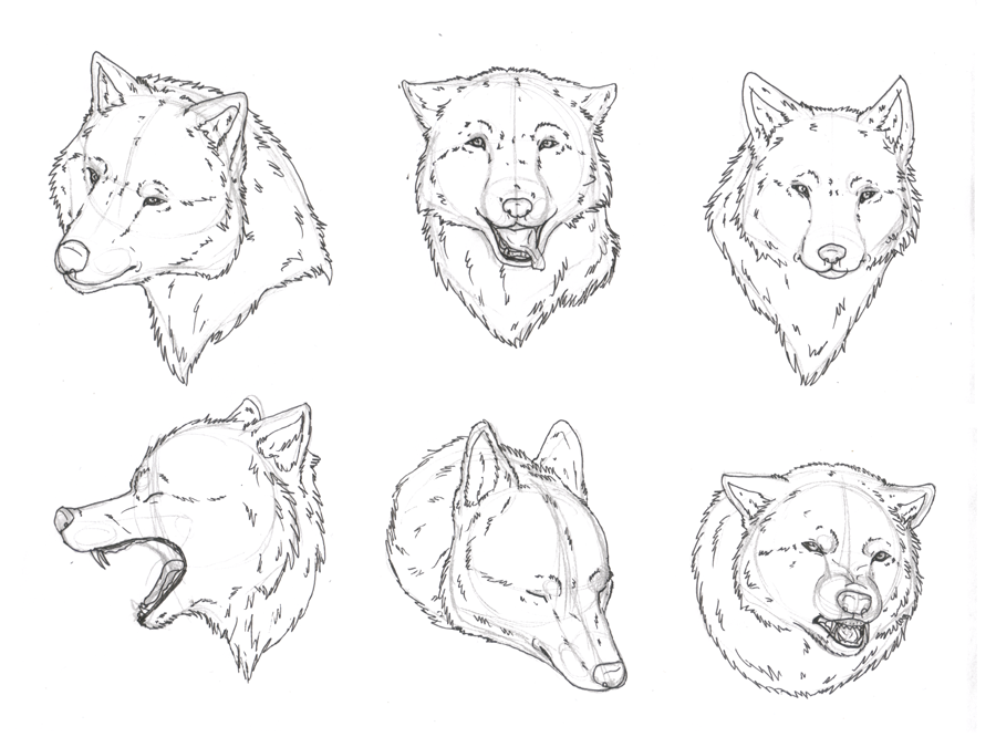 wolf head sketches